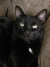 Comfy Black Cat